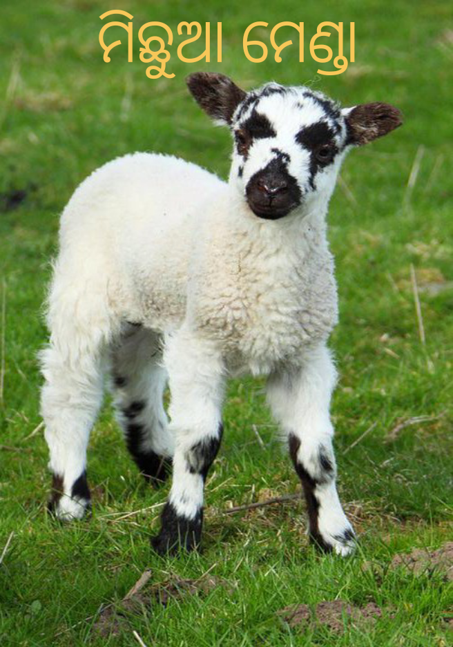 ମିଛୁଆ ମେଣ୍ଢା