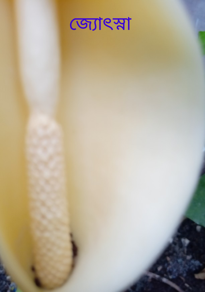 জ্যোৎস্না