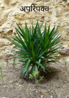 अपरिपक्व