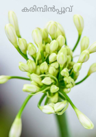 കരിമ്പിൻപ്പൂവ്