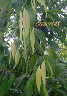 তেজপাতা