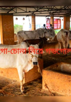 গো-চোনা নিয়ে গন্ডগোল