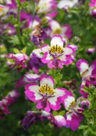 కోరి వచ్చాను