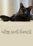 બીજી કાળી બિલાડી