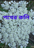 পথের কলি