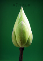 વડીલ વંદના