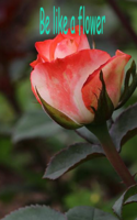 Be like a flower