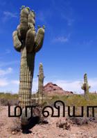 மர வியாபாரி