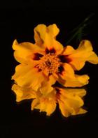 అదిగో స్వప్నం