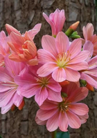 ମାନବିକତା