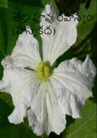 తెల్ల పూవు రహస్యం (హాస్యకధ)