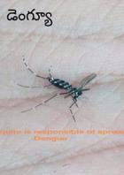 డెంగ్యూ జ్వరకారకం