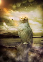 कीमती सलाह