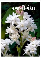 રજનીગંધા