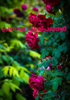 പ്രണയ പുഷ്പങ്ങൾ