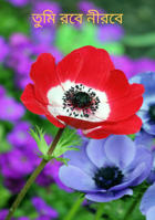 তুমি রবে নীরবে