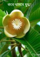 কবে থামবে যুদ্ধ!