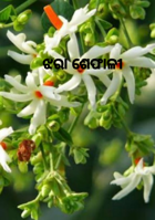 ଝରା ଶେଫାଳୀ