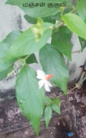 மஞ்சள் குருவி