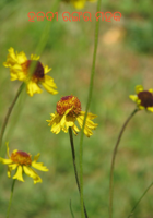 ହଳଦୀ ରଙ୍ଗର ମହକ