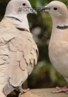 #অন্য স্বাদ