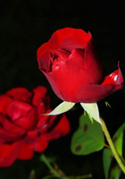 ಕದಿಯುವಾಸೆ