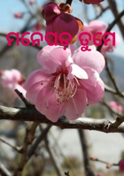 ମନେପଡ଼ ତୁମେ