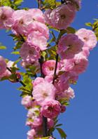 మిత్రుడి మరణం