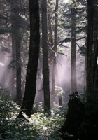 কালুইগ্রামের বিভীষিকা