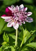 বুনোফুল