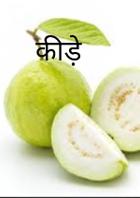 कीड़े