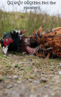 ପ୍ରିୟ କାର୍ଟୁନ ଚରିତ୍ର(Hei Hei the rooster)