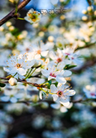 ಮಹಾಪರ್ವ