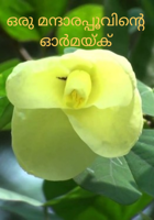 ഒരു മന്ദാരപ്പൂവിന്റെഓർമയ്ക്