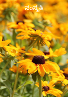 ಸಂಸ್ಕೃತಿ