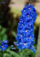 ఒక ఉత్తరం