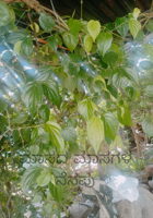 ಮಾಸದ ಮಾಸಗಳ ನೆನಪು