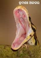 କ୍ରମଶଃ ଅଜଗର