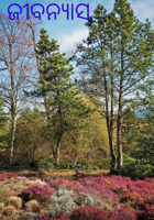 ଜୀବନ୍ୟାସ