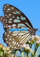 প্রজাপতি