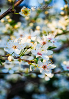 అందాల జంట