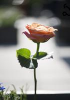 ఏమా మౌనం