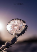 પ્રત્યાઘાત