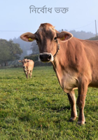 নির্বোধ