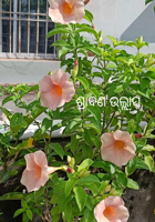 ଶ୍ରାବଣ ଉଲ୍ଲାସ