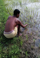 మేడి పండు