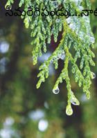 సీమరేగిపండు....నాటురేగిపండు