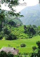 ভিটেমাটি