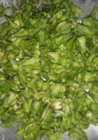 ଝୁମ୍ପୁଡ଼ି ଶାଗ