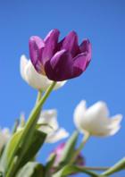 దేశంబు తెలుగేను